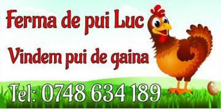 Pui de carne