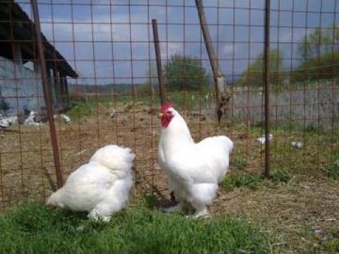 Pui o zi gaini Brahma, Cochinchina, Italiana