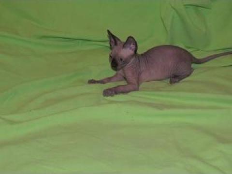 Pui pisica Sphynx