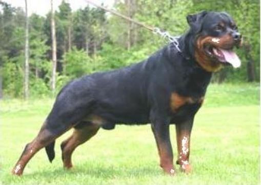 Pui rottweiler