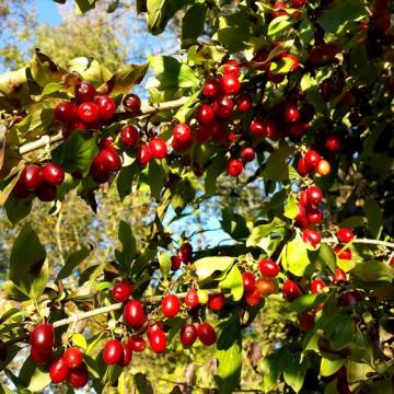 Puiet arbust decorativ Corn, Cornus Mas, anul 2