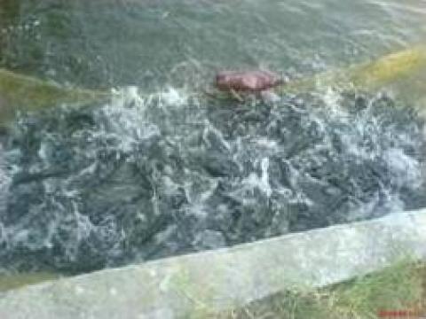 Puiet somn