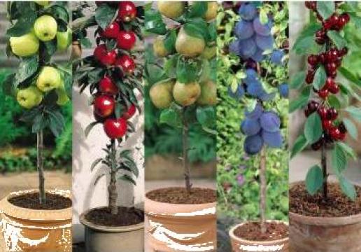Puieti pomi fructiferi, puieti ornamentali, arbusti