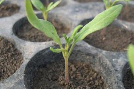 Rasad rosii tomate patlagele Saint Pierre