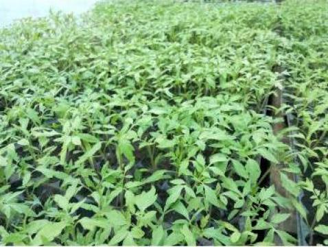 Rasaduri de rosii tomate 2015
