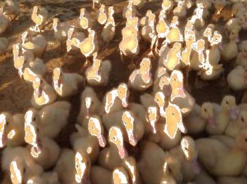 Rate Pekin / Mute