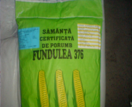 Samanta porumb Fundulea 376 certificata