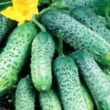 Seminte castraveti cornison Regal F1, 25 g