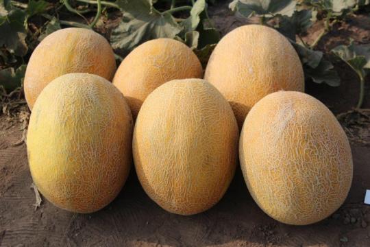 Seminte de pepene galben, ananas Flander F1 (500 seminte)