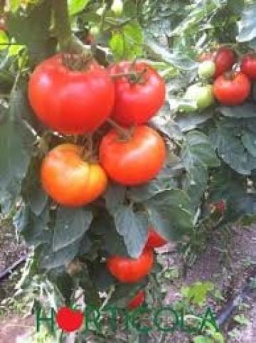 Seminte de tomate Ismini F1, nedeterminate (500 seminte)