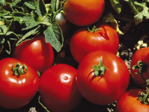 Seminte de tomate Lojain F1
