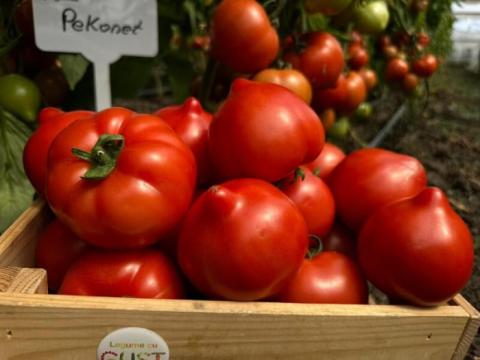 Seminte de tomate Pekonet F1 (500 seminte)