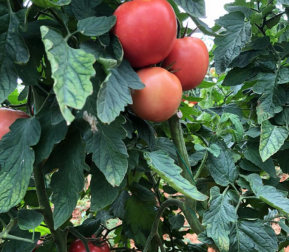 Seminte de tomate Perugino F1 (E15B.50756), nedeterminate
