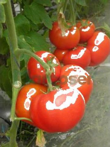 Seminte de tomate Sahmat F1 - 500 seminte