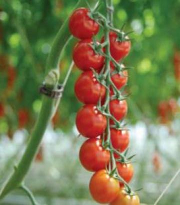 Seminte de tomate Sakura F1, cherry (250 seminte)
