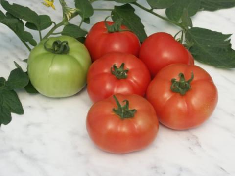 Seminte de tomate nedeterminate Reyana F1 - 250 seminte