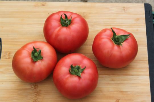 Seminte de tomate nedeterminate, beef, Manekro F1