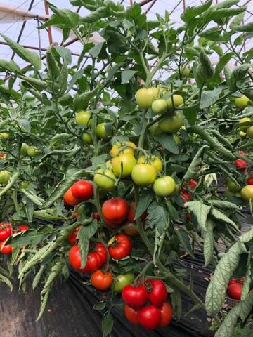 Seminte de tomate semideterminate Devonet F1 (500 seminte)