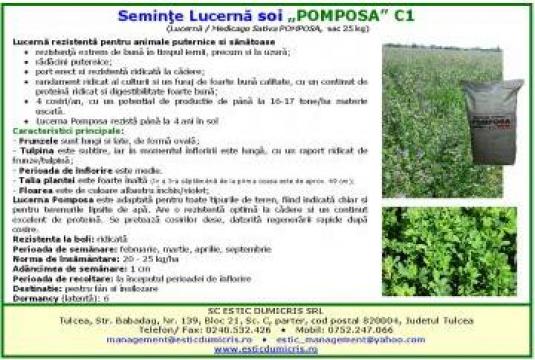 Seminte lucerna Pomposa C1