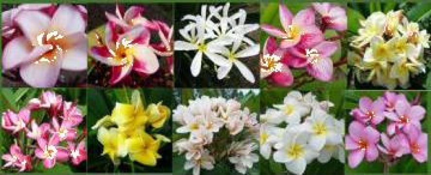 Seminte planta Plumeria sp