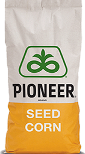 Seminte porumb Pioneer Clasic - P8567 FAO 275