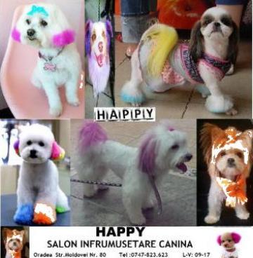 Servicii de vopsit caini salon Happy