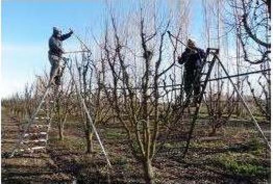 Servicii taiere pomi fructiferi