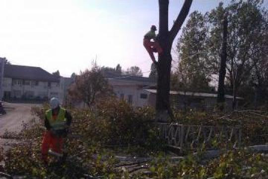 Servicii toaletare arbori