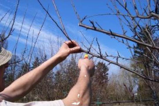 Taieri pomi fructiferi, tratamente fitosanitare