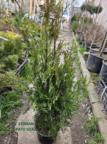 Thuja Occidentalis Brabant, H= 70-100 cm