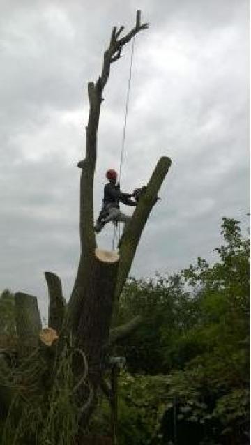 Toaletare copaci / arbori uscati sau periculosi