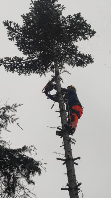 Toaletare copaci cu alpinisti in Constanta