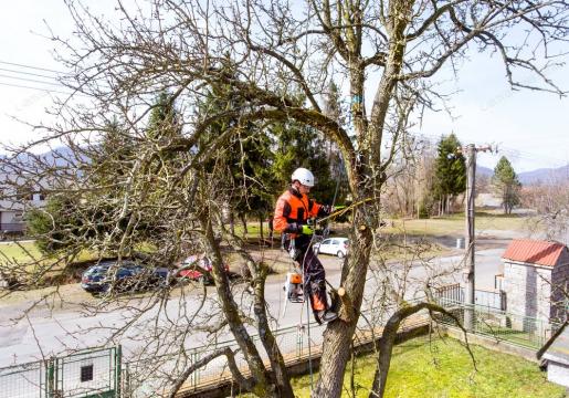 Toaletare copaci, toaletare arbori