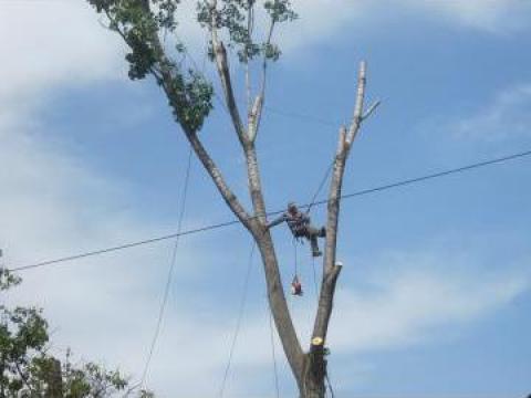 Toaletari si taieri arbori Bucuresti