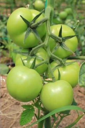 Tomate romanesti Izmir (Syngenta)