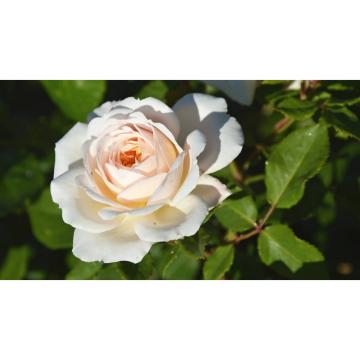 Trandafir alb Rosa White de 20cm la ghiveci