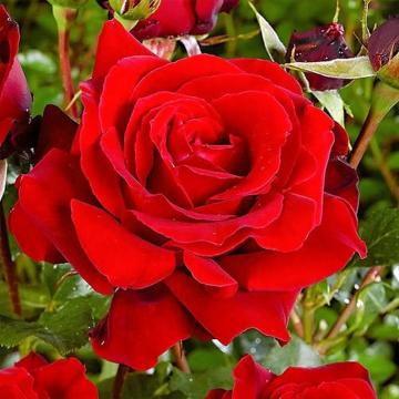 Trandafir hibrid Redberlin