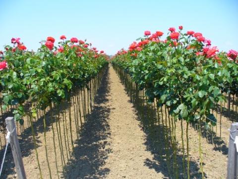 Trandafir pomisor de dulceata - Rose de recht