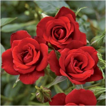Trandafir rosu Rosa Red la ghiveci
