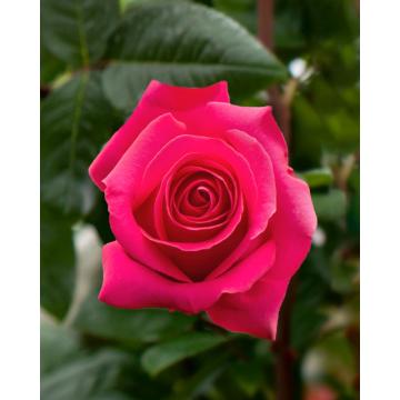 Trandafir roz Rosa Pink de 20cm la ghiveci