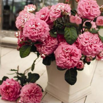 Trandafiri Rosen Tantau
