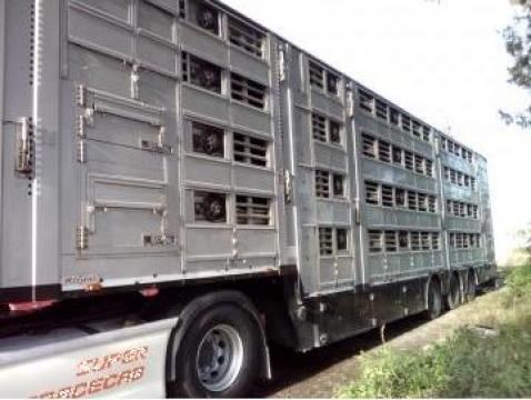 Transport animale vii intern si international