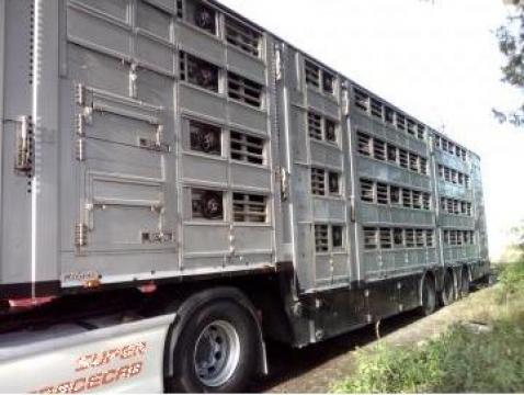 Transport animale vii intern si international