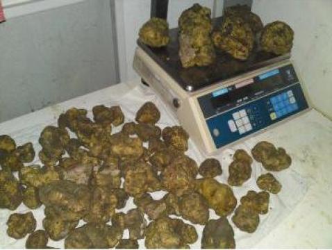 Trufe, truffel, tartufo
