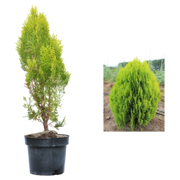 Tuia Aurea Nana de 60-70cm la ghiveci de 3L