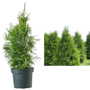 Tuia Brabant de 90cm la ghiveci