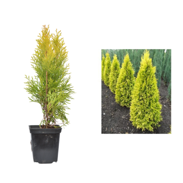 Tuia Golden Smaragd de 25 cm la ghiveci