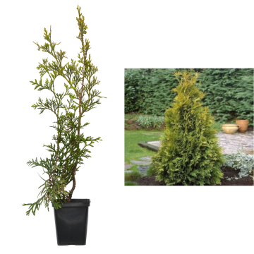 Tuia occidentala Stolwijk de 15-30cm la ghiveci
