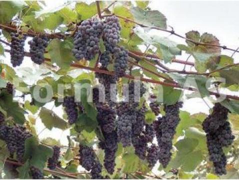 Tuica de cazan struguri 45 grade Galati