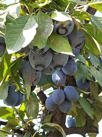 Tuica/palinca de prune sau rachiu/palinca mere